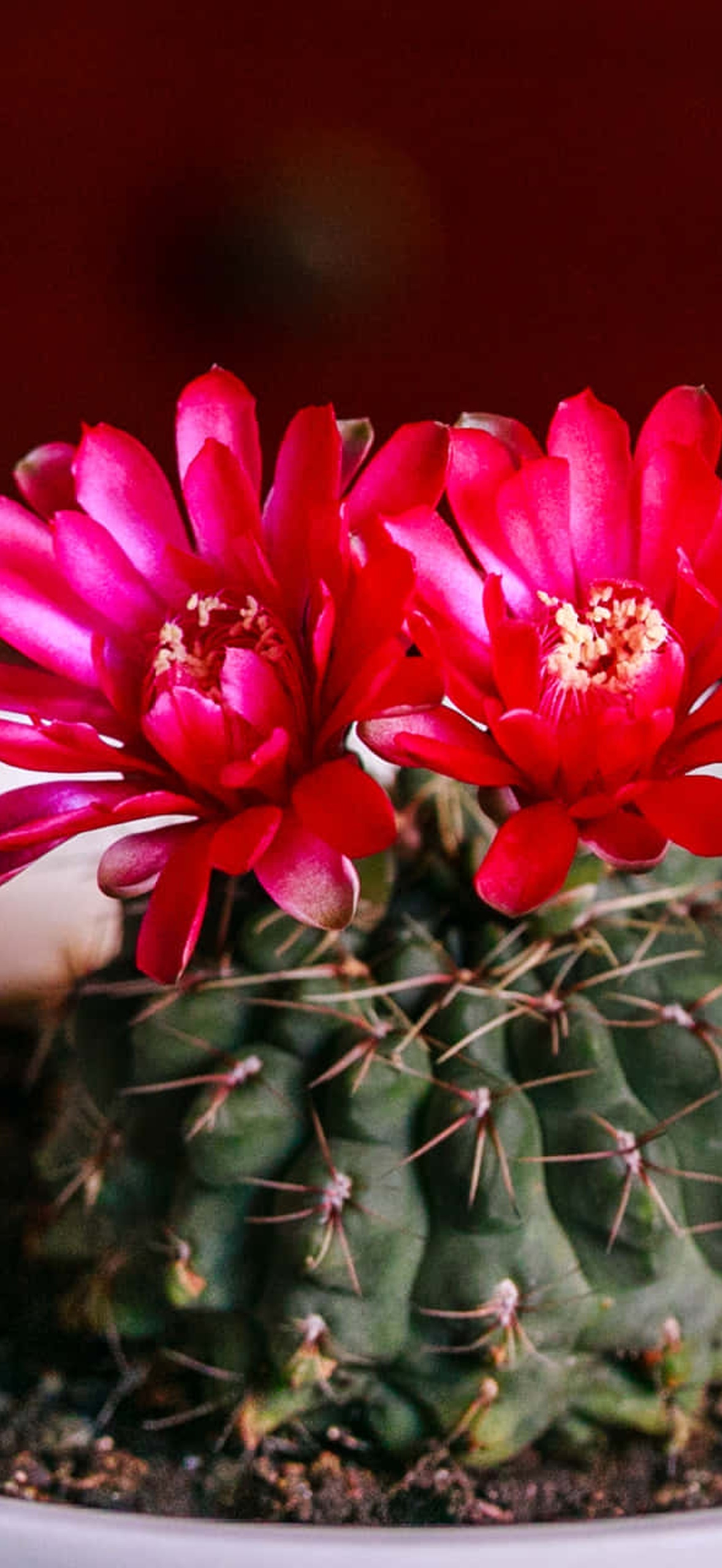 Two bright red cactus flowers in a white pot with dark soil.