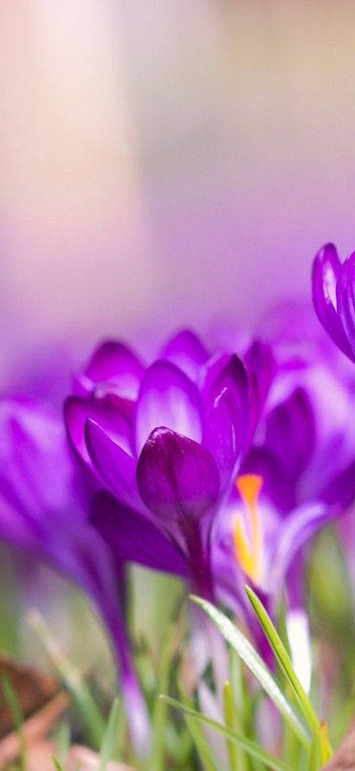 Purple crocus flowers blooming in early spring on green grass.