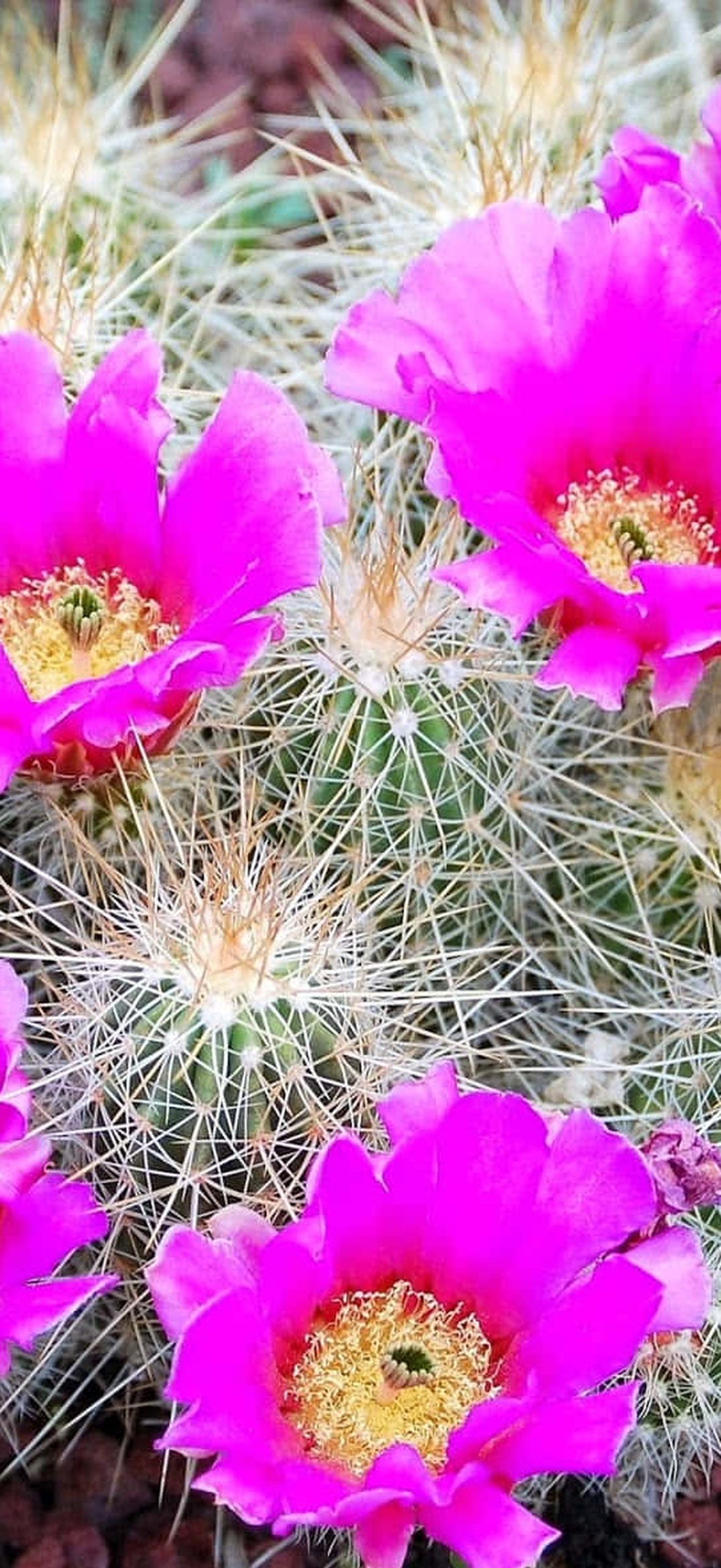 Pink cactus flowers with yellow centers growing among spines and red gravel.