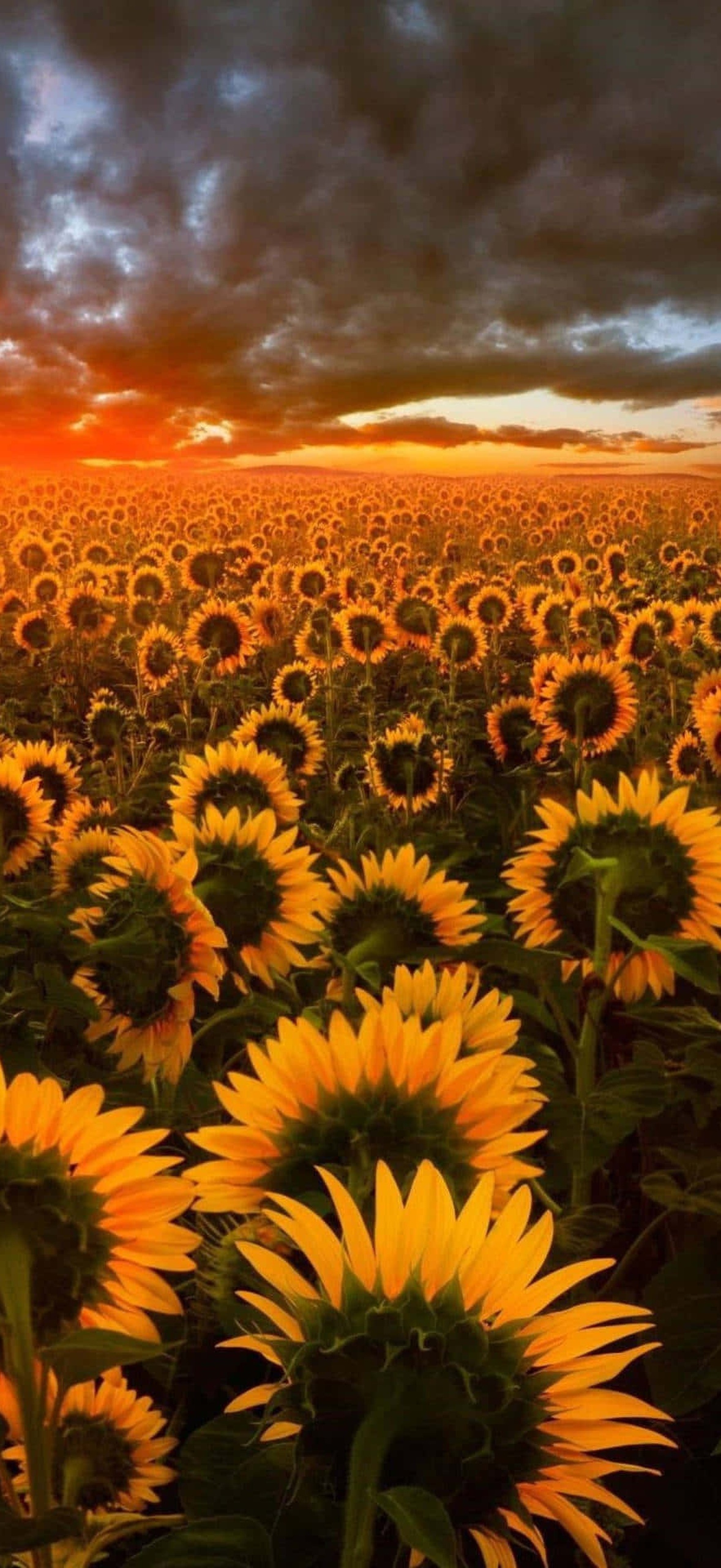Sunflowers stretching toward a fiery sunset sky.