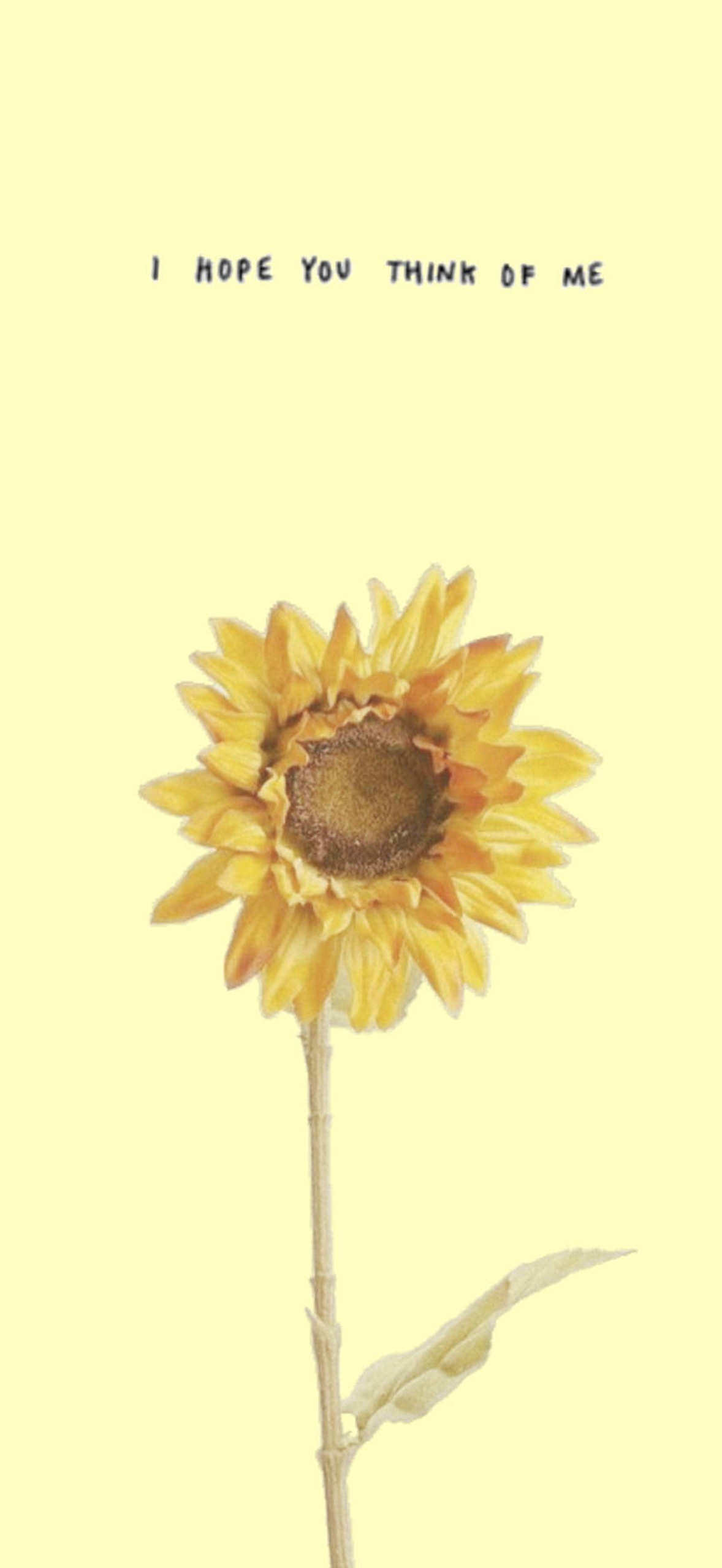 A sunflower with text above reading i hope you think of me.