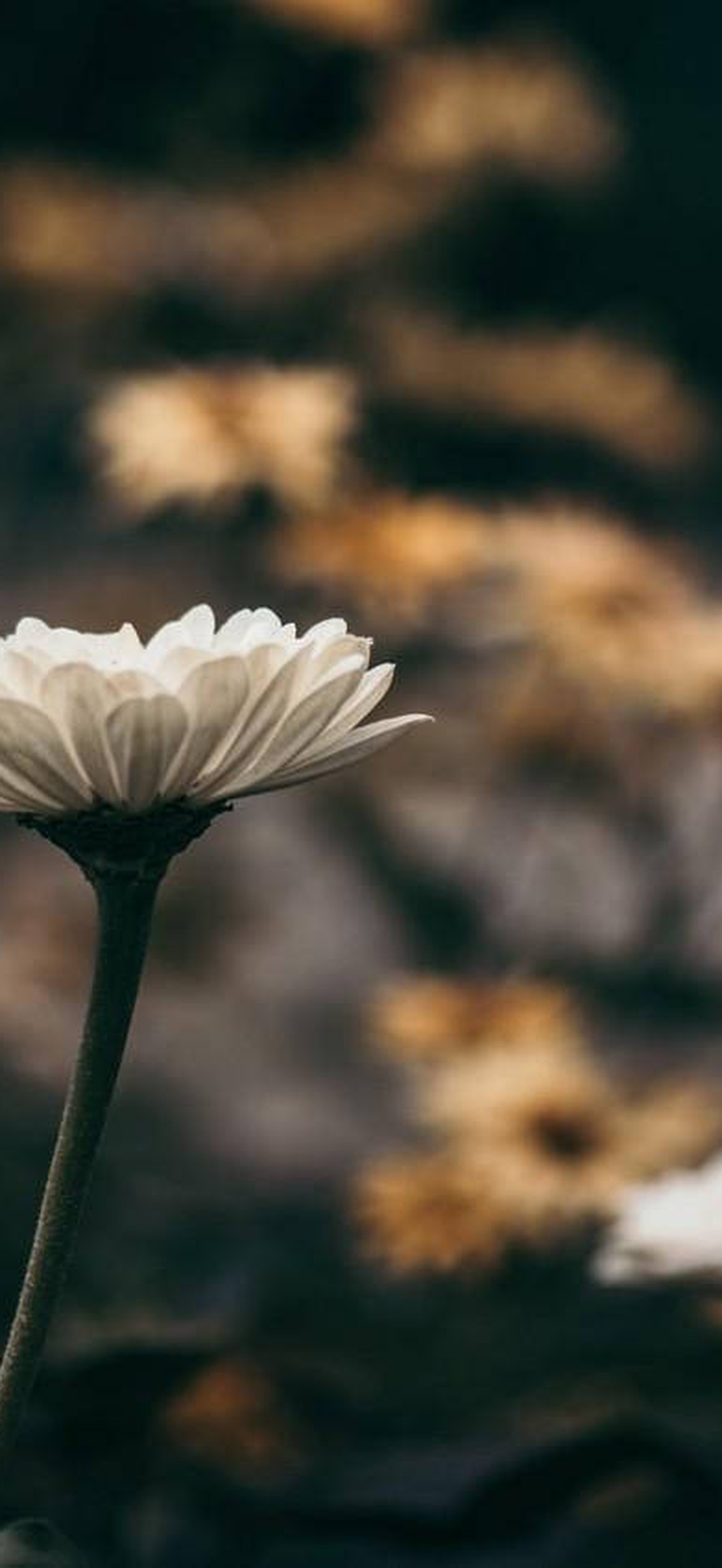 A white daisy in focus with blurred yellow flowers in the background.