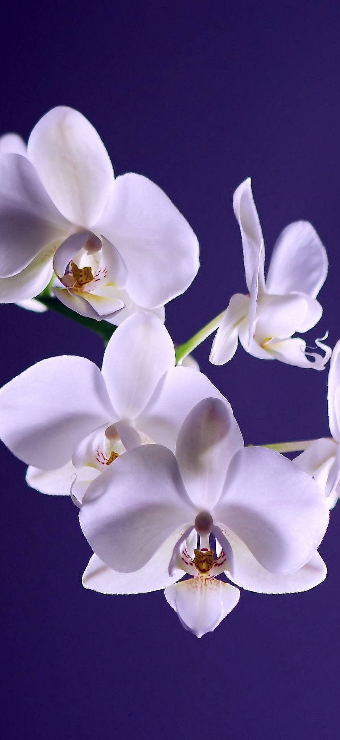 White orchid flowers with golden centers against a deep purple background.