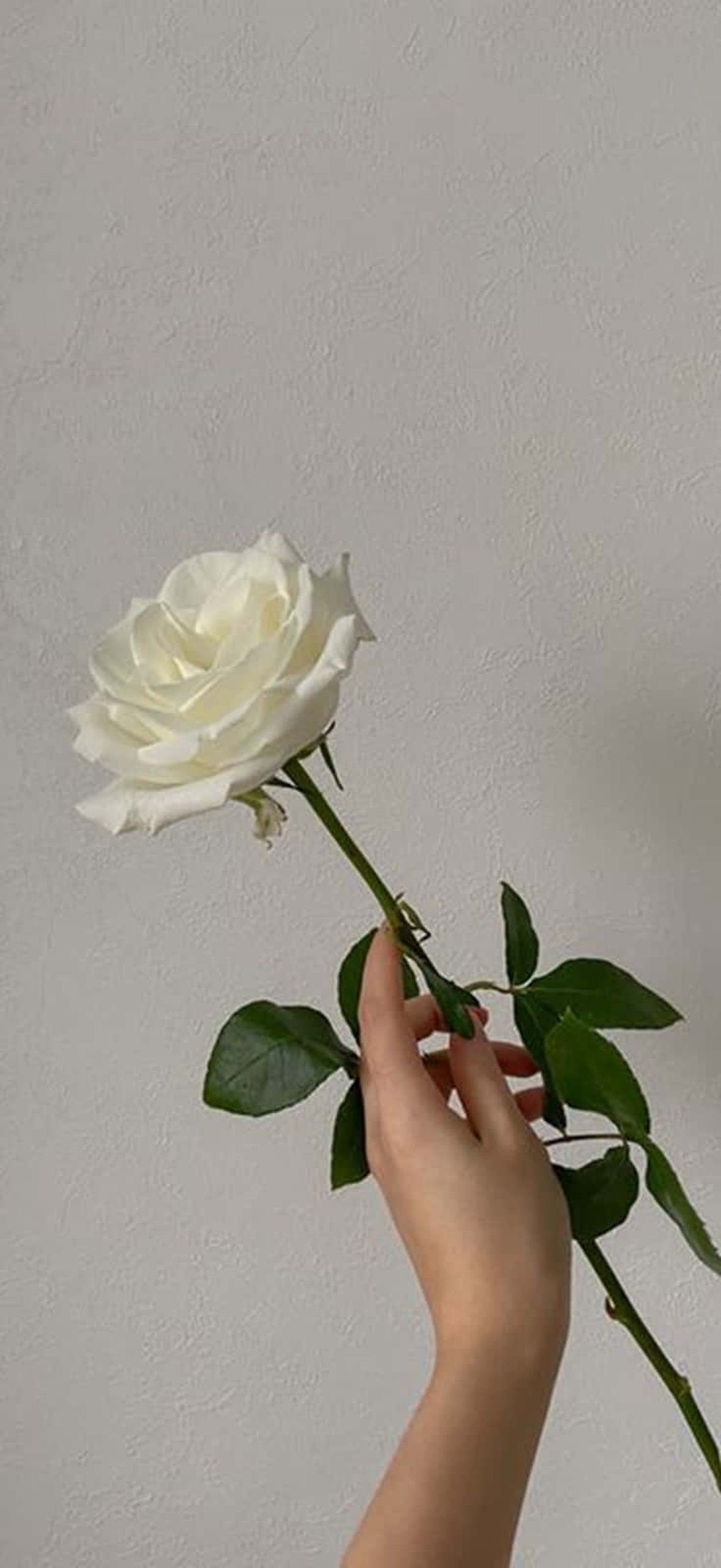 Hand holding a white rose against a plain wall