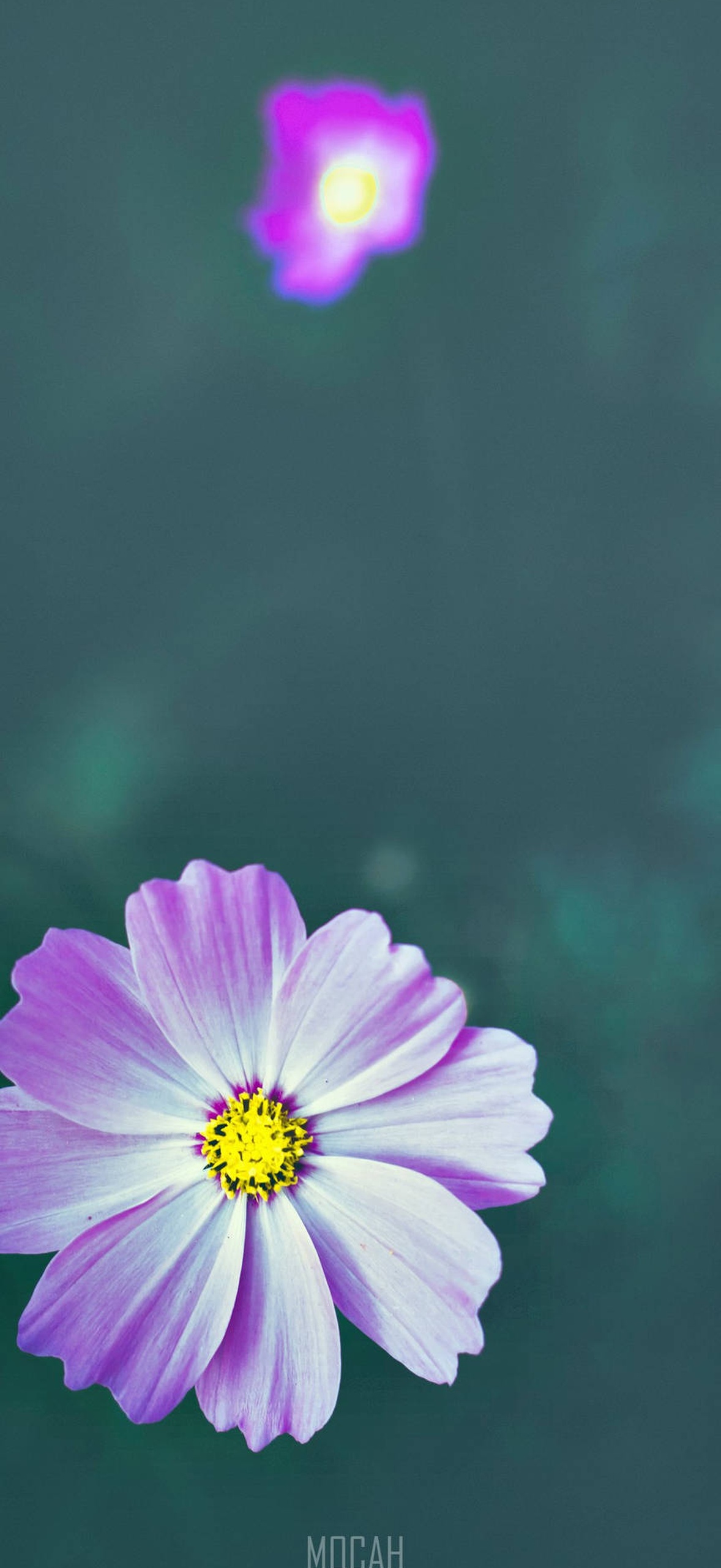 A purple cosmos flower with yellow center against a teal blurred background.