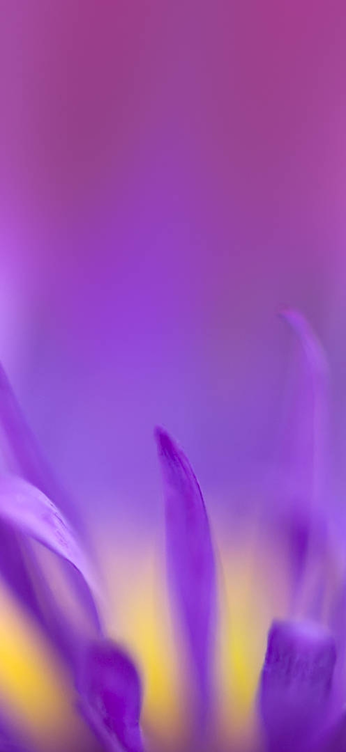 Close-up of a purple flower with yellow center and blurred background.