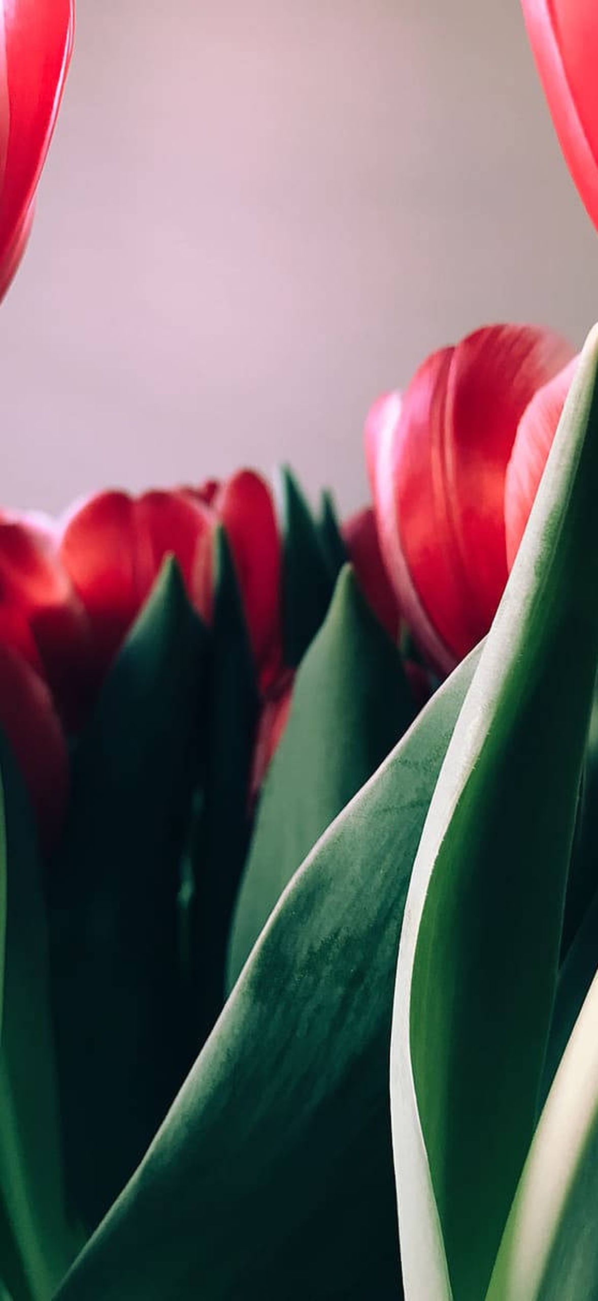 Close-up of red tulips with green leaves in soft focus background.
